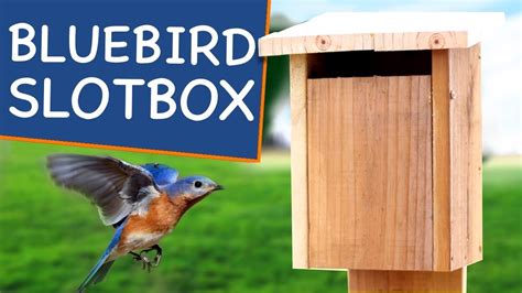 does a bluebird house need metal around the opending|bluebird house directions.